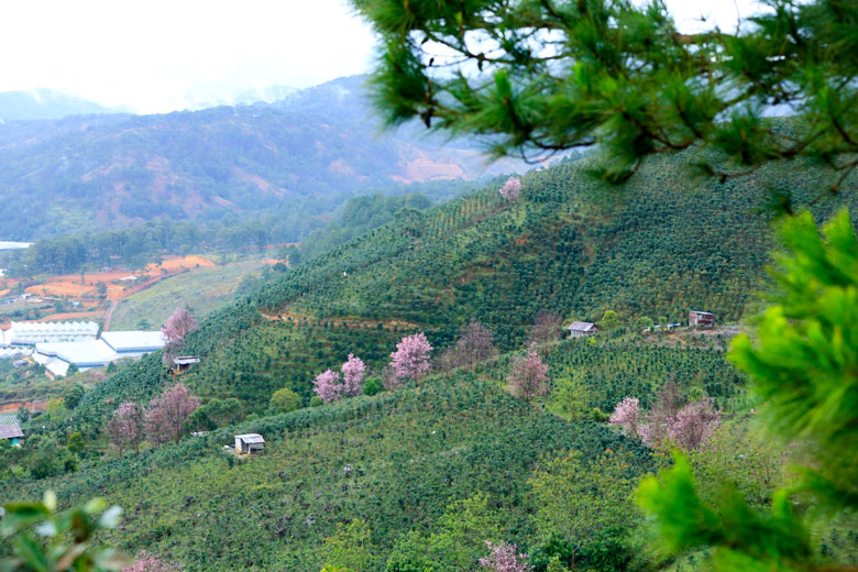 Gần đây, cây Mai anh đào còn được người dân nhân giống và trồng nhiều xung quanh vườn rẫy của mình tạo nên hình ảnh tươi hồng, vô cùng dễ thương cho vùng đất Đan Kia phía sau núi Lang Biang.