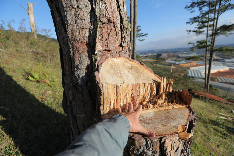 Nhiều gốc thông có đường kính lớn bị cưa hạ tại Tiểu khu 112B, lâm phần do Vườn Vườn Quốc gia Bidoup - Núi Bà quản lý, bảo vệ