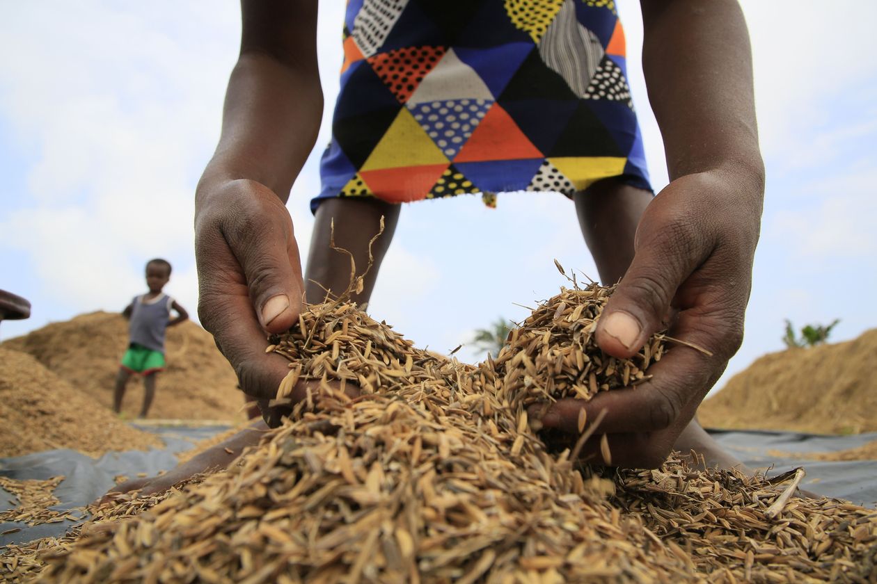 Giá cao khiến nhu cầu tiêu thụ phân bón trong năm 2022 tại khu vực tiểu Sahara châu Phi năm 2022 được dự bảo giảm 30%, ảnh hưởng đến sản lượng nông nghiệp