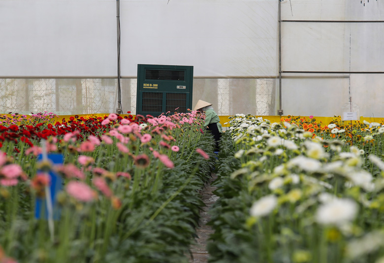 Các nông trại hoa tại Dalat Hasfarm được điều khiển hoàn toàn tự động bằng hệ thống Hortimax được lắp đặt các cảm biến hiện đại đo các chỉ số như tốc độ gió, cường độ ánh sáng, nhiệt độ, độ ẩm… cho hoa nở đúng thời điểm để xuất bán cho các bạn hàng, đối tác phục vụ thị trường Tết Nguyên đán
