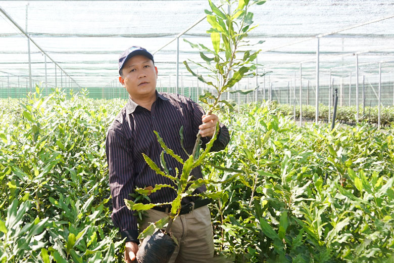 Giai đoạn 2022 - 2025, ngành Nông nghiệp Lâm Đồng tiếp tục xây dựng các vườn cây mắc ca đầu dòng nhằm khai thác mầm chồi, cung ứng cho nhu cầu mở rộng sản xuất trên địa bàn