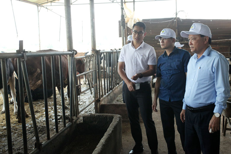 Lãnh đạo huyện Cát Tiên cùng người dân đi tham quan thực tế các mô hình chăn nuôi bò sữa của các nông hộ trên địa bàn huyện Đơn Dương