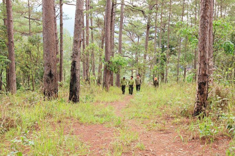 Tuần tra, quản lý, bảo vệ rừng ở khu vực đèo Prenn, Đà Lạt