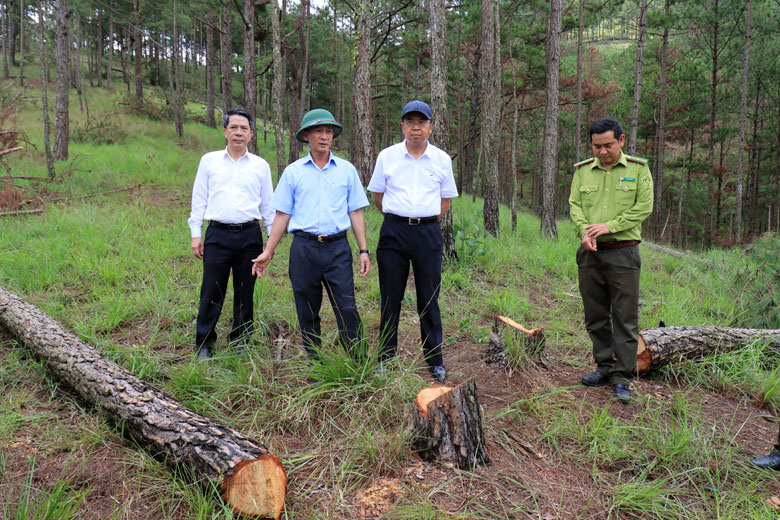 Chủ tịch UBND tỉnh Lâm Đồng Trần Văn Hiệp chỉ đạo khởi tố vụ án, điều tra truy tìm thủ phạm phá rừng, xử lý nghiêm theo quy định