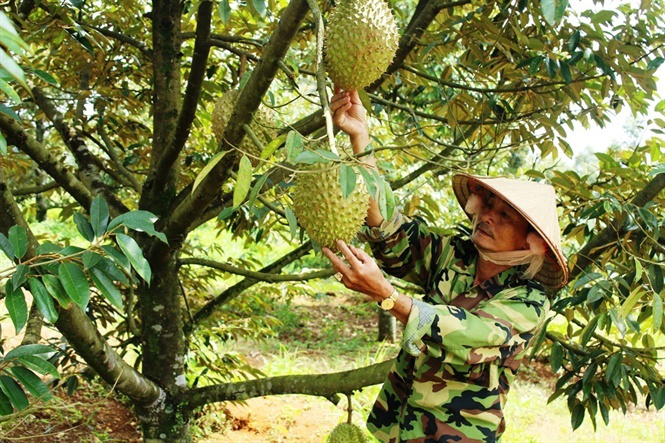 Tây Nguyên có nhiều tiềm năng phát triển ngành rau củ quả