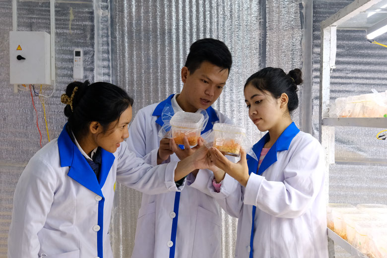 Nhóm kiểm tra đông trùng hạ thảo nuôi cấy trong phòng thí nghiệm