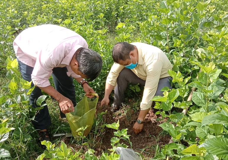 Cán bộ ngành nông nghiệp huyện Đạ Tẻh lấy mẫu xét nghiệm cây dâu bị tuyến trùng