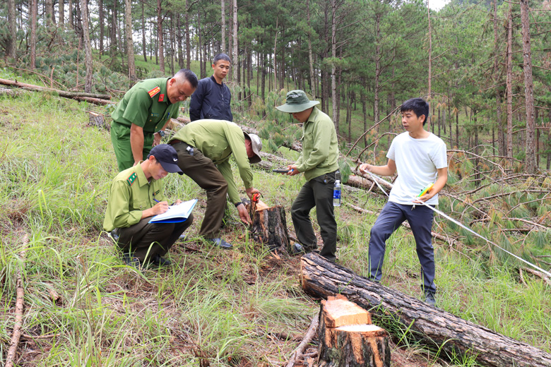 Triệt phá thành công chuyên án, bắt đối tượng cầm đầu vụ phá rừng thông Đà Lạt