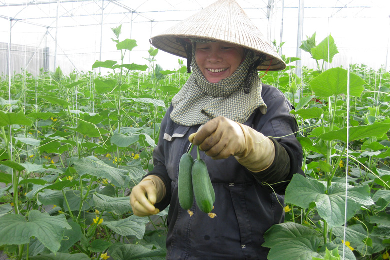 Đam Rông: Gần 800 ha đất sản xuất nông nghiệp công nghệ cao