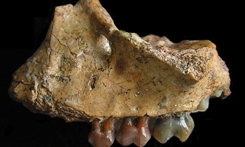 Trung Quốc phát hiện hóa thạch loài vượn cổ xưa nhất