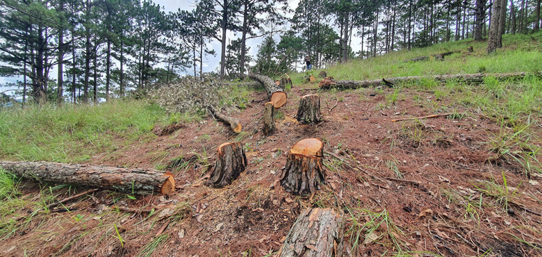 Hiện trường vụ rừng thông tại tiểu khu 144B thành phố Đà Lạt bị hủy hoại