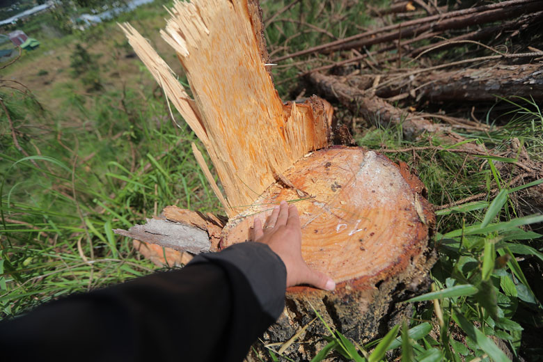 Thống kê từ cơ quan chức năng có 165 cây thông 3 lá bị phá với đường kính gốc từ 15-35cm