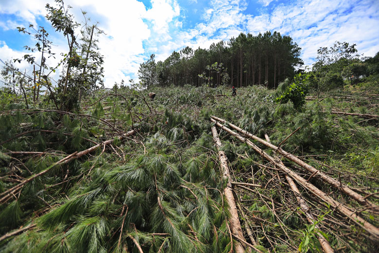 Đây là vụ phá rừng thông nghiêm trọng, khả năng cao do các nhóm đối tượng trên địa bàn thực hiện