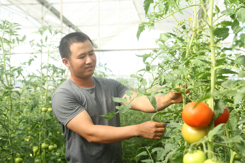 Vườn cà chua Beef của anh Lý đem lại hiệu quả kinh tế cao