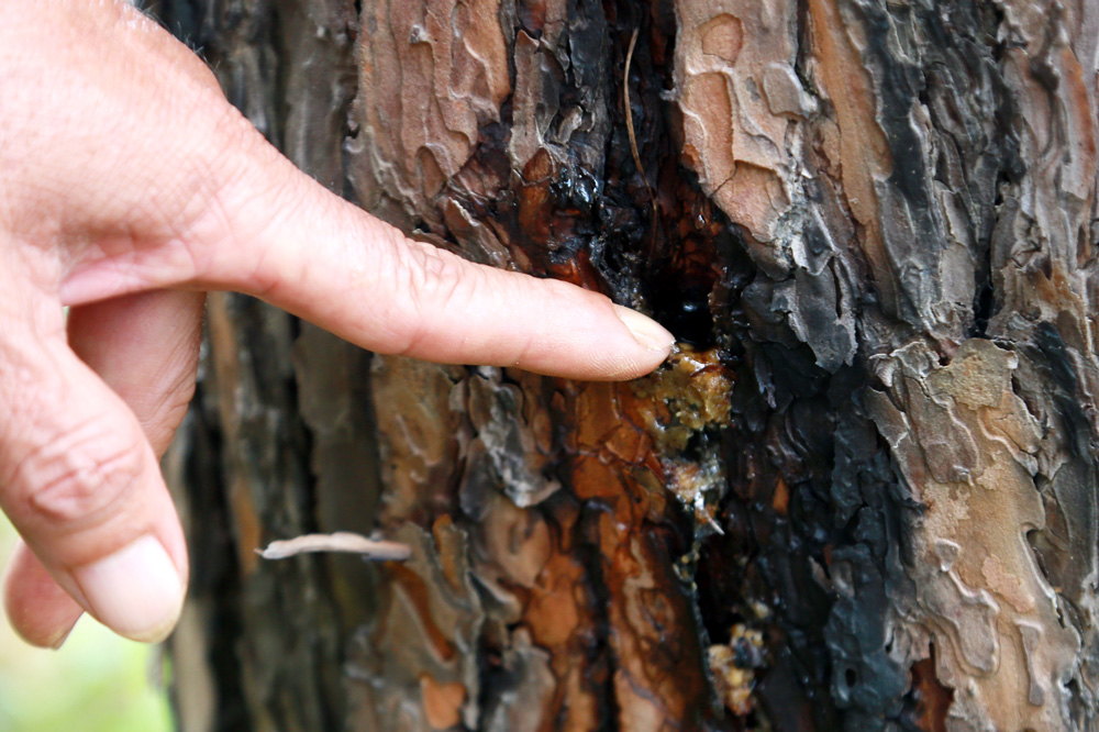 Vụ phá rừng bằng hình thức ken cây, đổ hoá chất tại Đơn Dương gây thiệt hại trên 40m3 gỗ thông