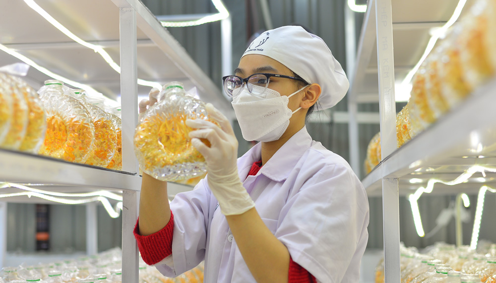 Đông trùng hạ thảo là một trong những loại dược liệu có giá trị ở Lâm Đồng