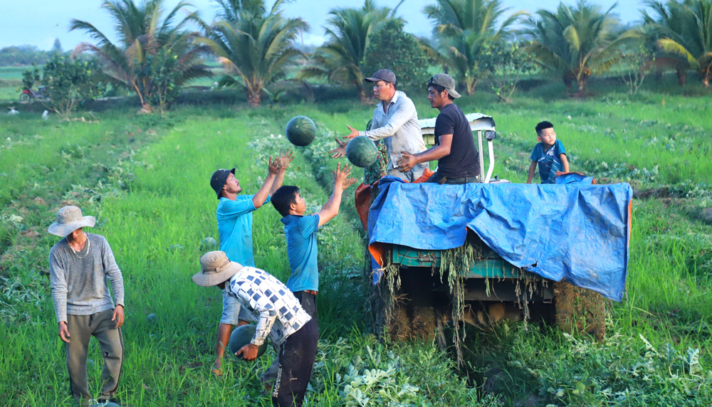 Nông dân huyện Đạ Tẻh tất bật thu hoạch dưa hấu để kịp bán tết