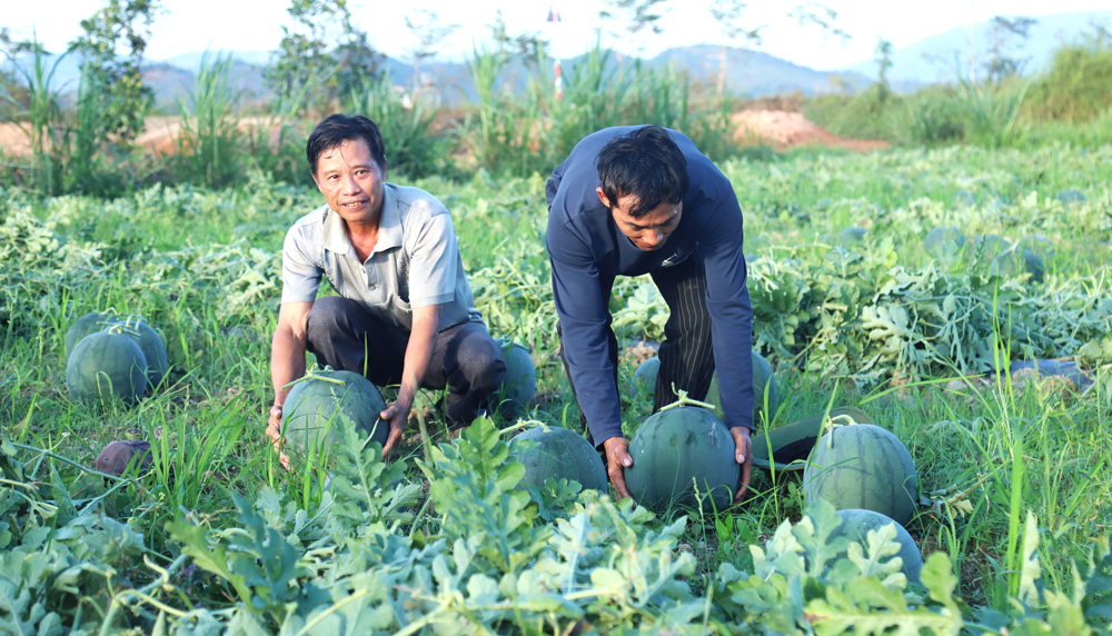 Dưa hấu tròn to là giống dưa được người dân huyện Đạ Tẻh trồng phổ biến, trung bình đạt trọng lượng từ 4 - 5 kg/trái và có giá bán 7 ngàn đồng/kg