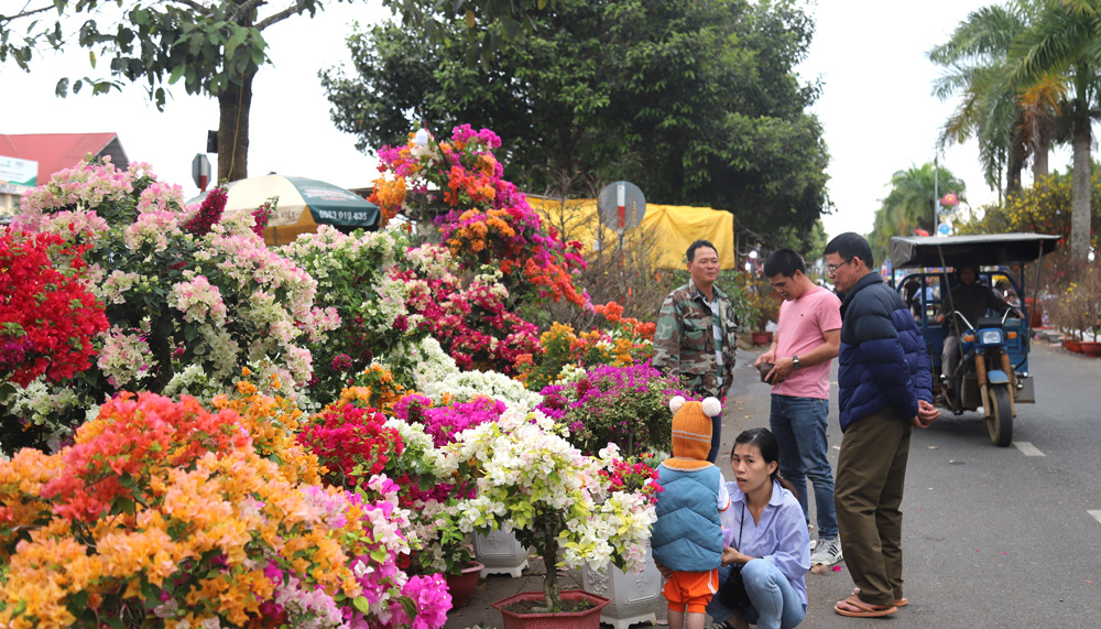 Người dân đến mua sắm hoa, cây cảnh chứng tết tại các chợ Hoa xuân trên địa bàn TP Bảo Lộc