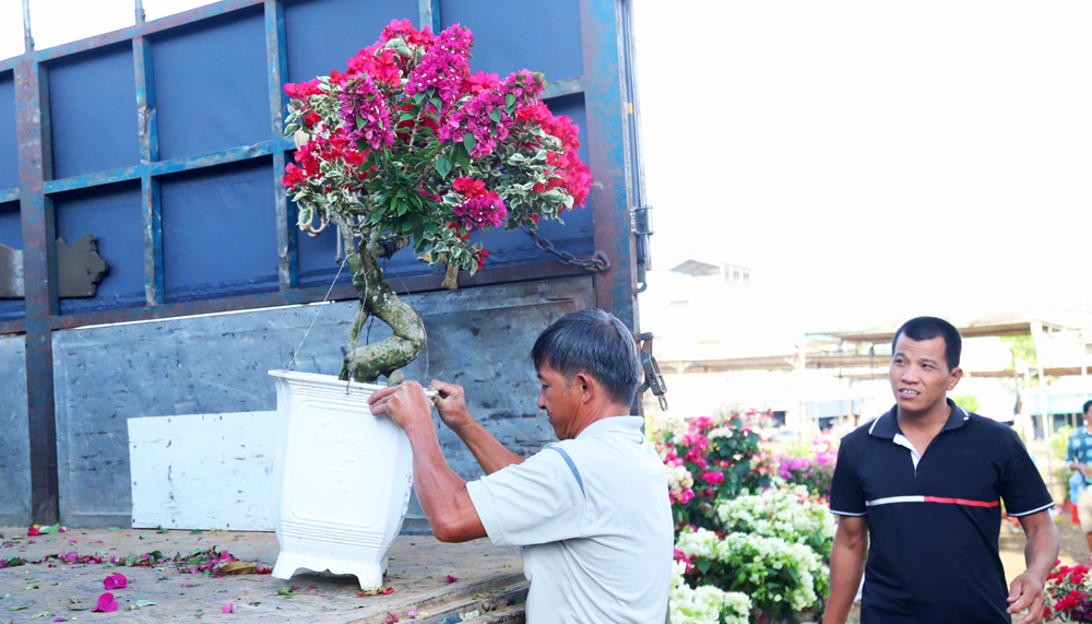 Các loại hoa, cây cảnh được vận chuyển đến các chợ hoa xuân