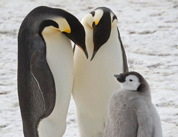 Chim cánh cụt hoàng đế là loài chim cánh cụt duy nhất sinh sản trên băng biển, khiến chúng đặc biệt dễ bị tổn thương khi khí hậu nóng lên