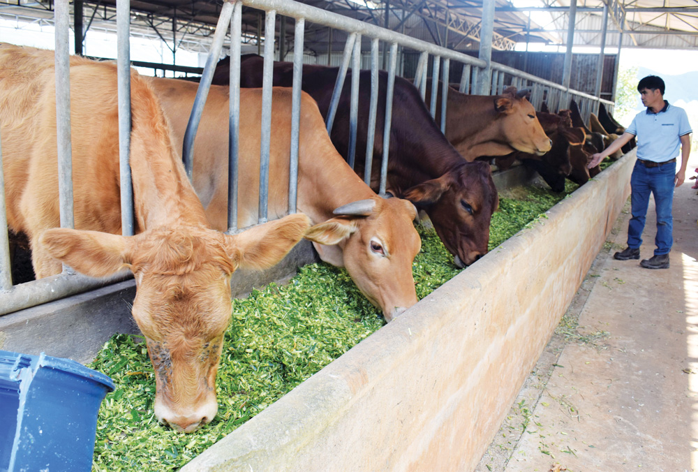 Đàn bò thịt ăn cỏ thức ăn được trồng theo tiêu chuẩn hữu cơ tại trang trại