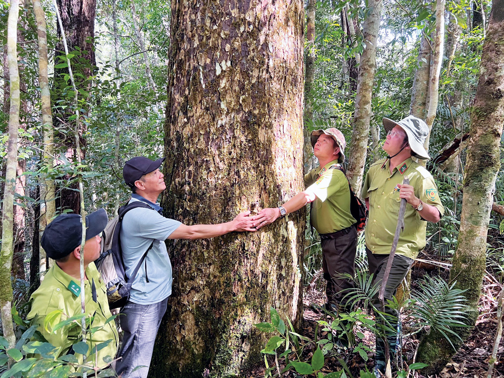Ở rừng Lâm Đồng vẫn còn nhiều loại gỗ quý như pơmu, du sam, …