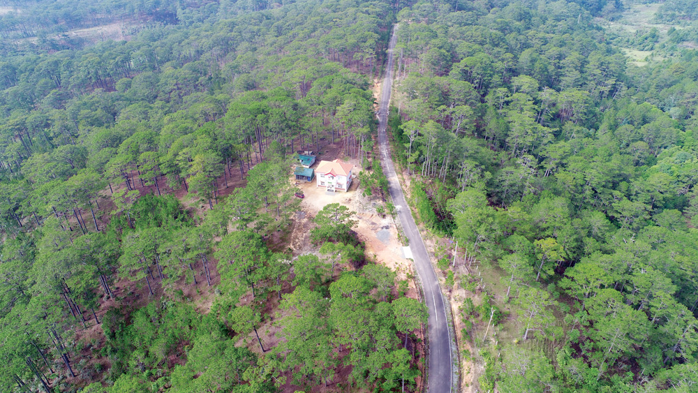 Độ che phủ rừng của Lâm Đồng luôn đạt tỷ lệ cao