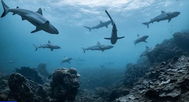 Nguy cơ tuyệt chủng cao ở loài cá mập và cá đuối sống ở rạn san hô