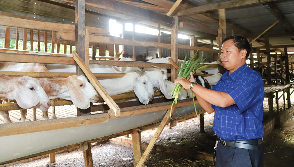 Mô hình nuôi dê Bách Thảo khép kín của gia đình ông Đặng Văn Vĩnh (xã Quảng Trị) đang mang lại hiệu quả kinh tế cao