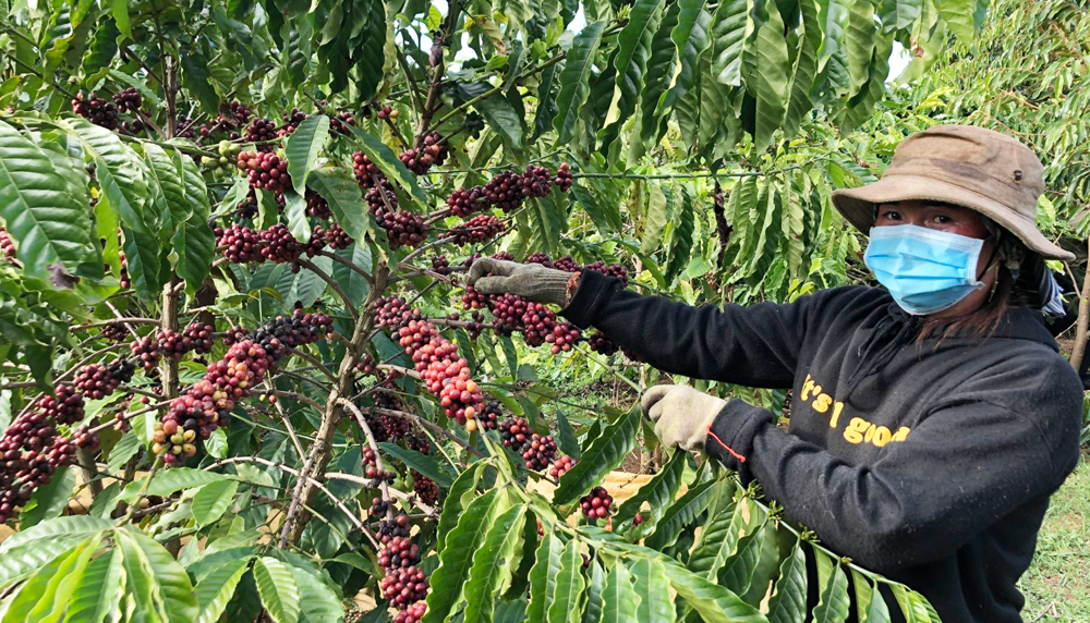 Chị Ka Hậu thu hoạch cà phê trong vườn trồng xen