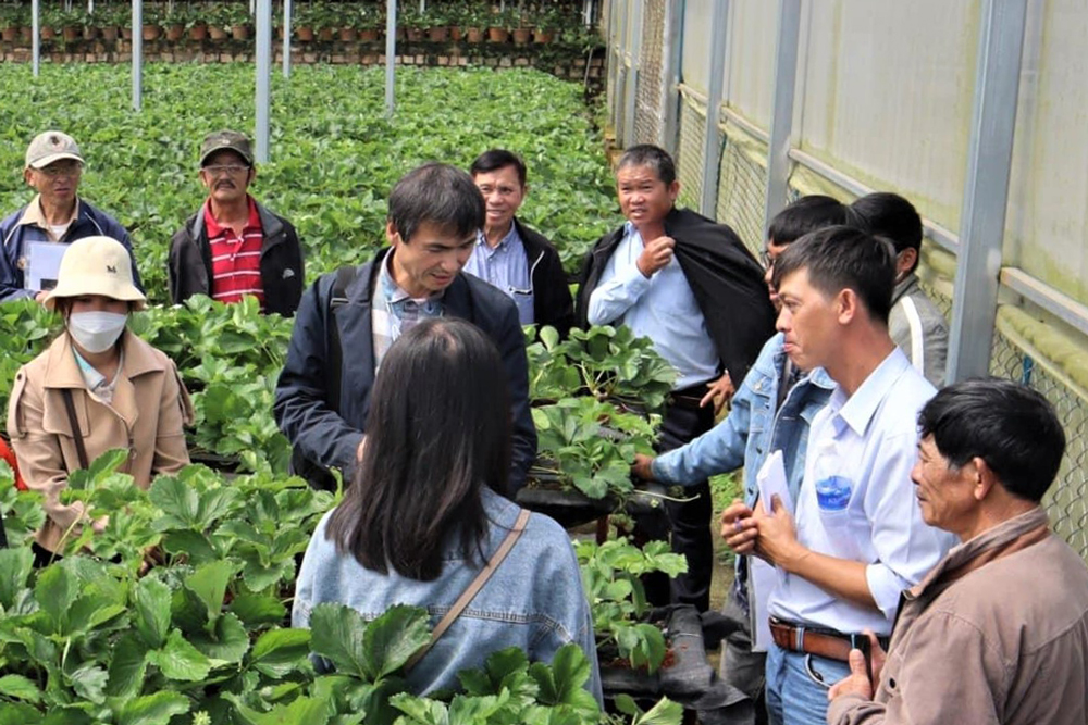 Các chuyên gia trồng dâu Hàn Quốc tham quan, trao đổi kỹ thuật, kinh nghiệm canh tác công nghệ số tại vườn dâu tây Nam Anh Đà Lạt