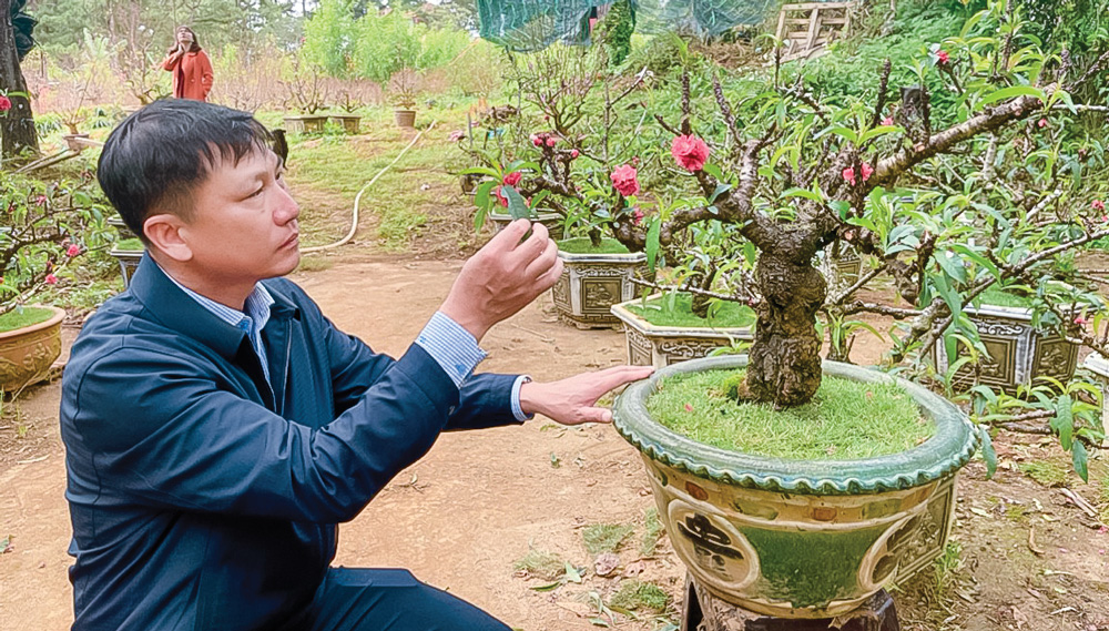 Anh Nguyễn Tiến Hồng đang chăm sóc đào, phục vụ nhu cầu trưng đào Tết của người dân. Ảnh: NVCC
