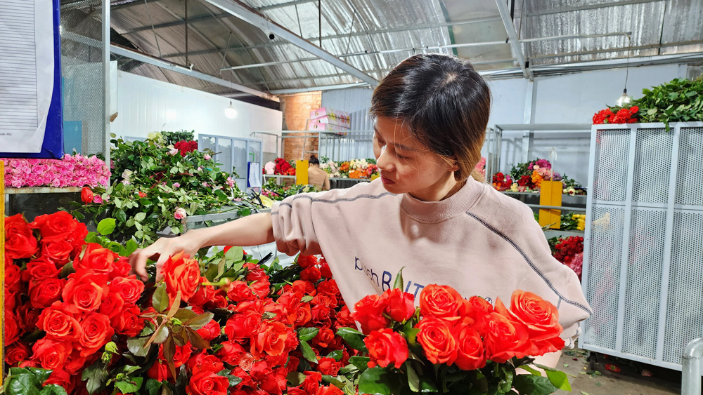 Hoa hồng Đà Lạt giống mới cung cấp thị trường ngày Valentine giá cao
