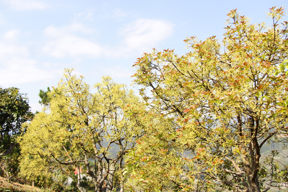 Tầm cuối tháng 2 đầu tháng 3, là lúc mùa hoa bơ tại Đà Lạt nở rộ, vàng rực. Tuy nhiên, hoa bơ chỉ nở và tàn nhanh trong một tháng