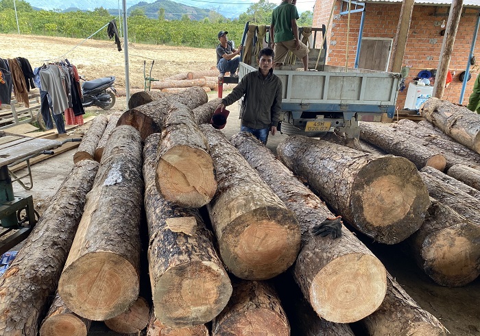 Số gỗ thông các đối tượng cưa hạ trái phép tại xã Phi Liêng bị Công an phát hiện tại xưởng gỗ của Phạm Anh Tuấn tại buôn Đắk Tro, xã Krông Nô (huyện Lắk, tỉnh Đắk Lắk)