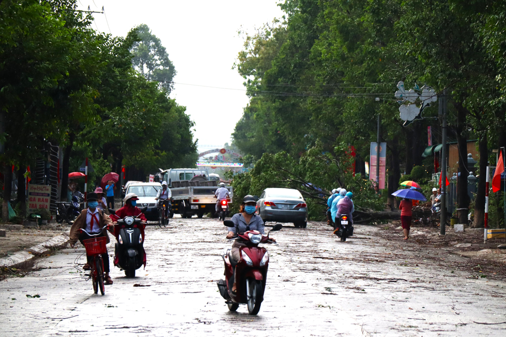 Cây xanh đô thị trên địa bàn thị trấn Cát Tiên bị lốc xoáy quật đổ chắn ngang đường