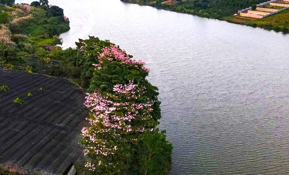 Hoa hồng phấn bắt đầu bung nở khoe sắc tô thêm vẻ đẹp cho hồ Nam Phương – TP Bảo Lộc