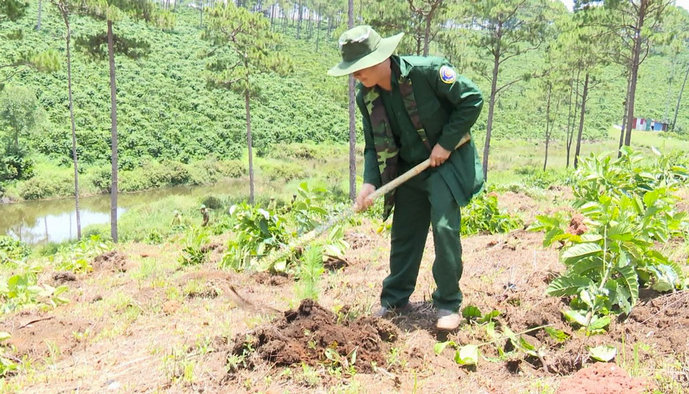 Bảo Lâm: Chiếm gần 1,8 ha rừng sản xuất, 1 cá nhân bị xử phạt 105 triệu đồng