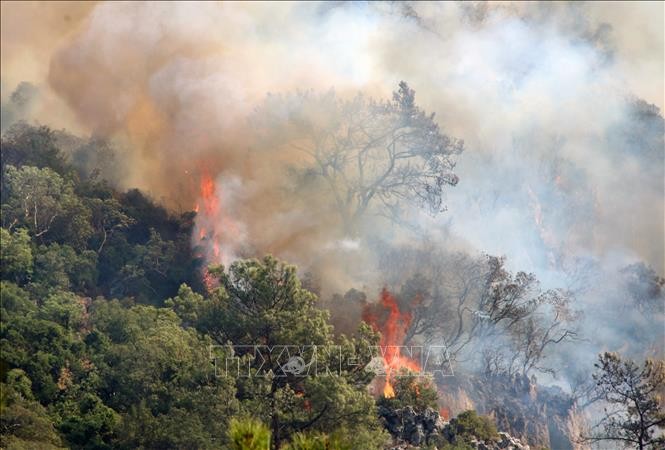Cuba đã ghi nhận 284 vụ cháy rừng trong năm 2022. Ảnh minh họa