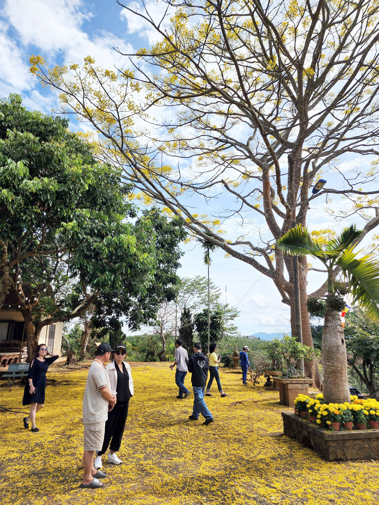 Nhiều du khách tìm đến chụp hình và vãn cảnh chùa vào mùa phượng vàng nở