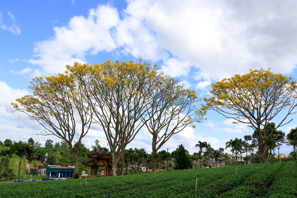 Từ cây duy nhất ở Bảo Lộc, một kỹ sư địa phương đã ươm giống và trồng thành công nhiều cây mới như hiện nay