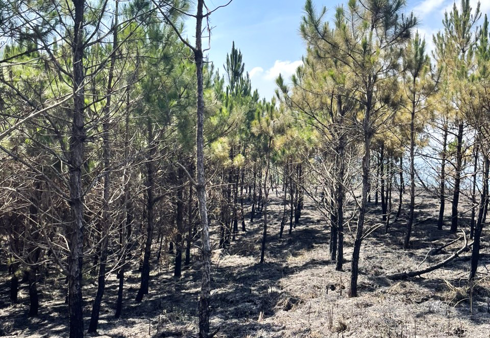 Kiểm tra hiện trường vụ cháy rừng trên núi Đại Bình
