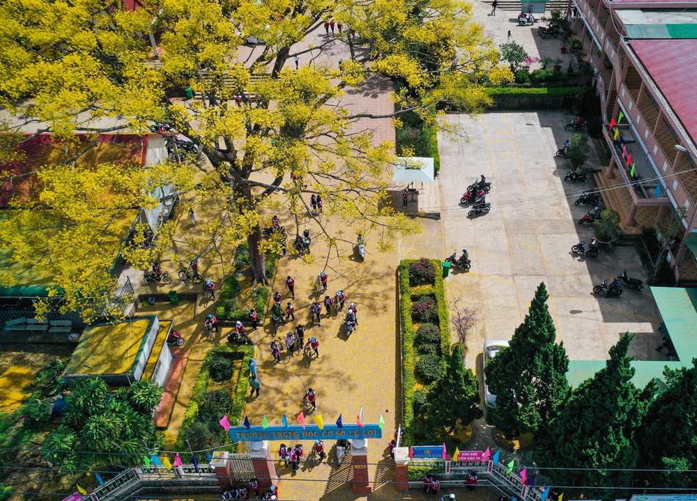 Cây phượng vàng ở trước cổng trường THCS Lê Lợi, thị trấn Di Linh cũng đang bung nở đẹp rực rỡ