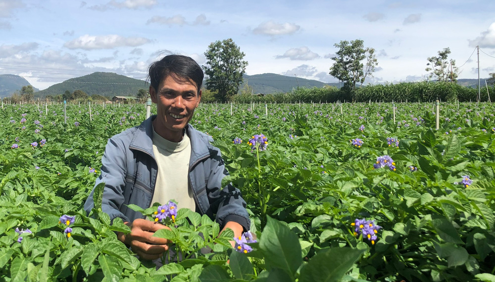 Nông dân làm giàu bằng trồng khoai tây hoa tím