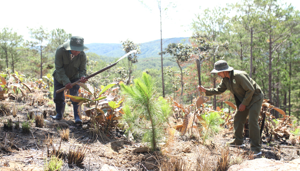 Công tác chăm sóc rừng trồng được Ban QLRPH Đại Ninh cùng các hộ dân tham gia nhận khoán chú trọng thực hiện