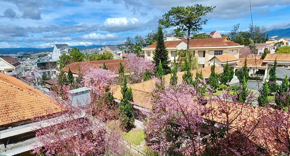 Khuôn viên Bệnh viện Đa khoa Lâm Đồng nhuộm sắc hồng của hoa mai anh đào dịp Tết Quý Mão 2023