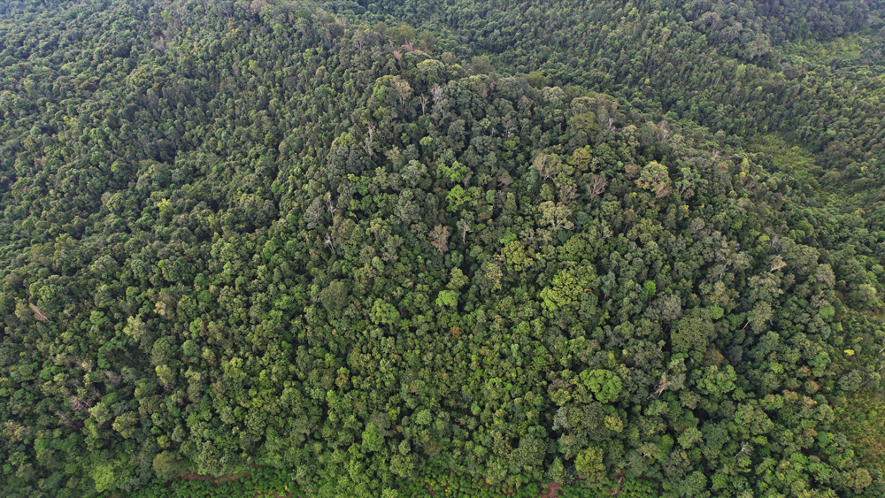 Đất rừng phòng hộ trên địa bàn huyện Bảo Lâm