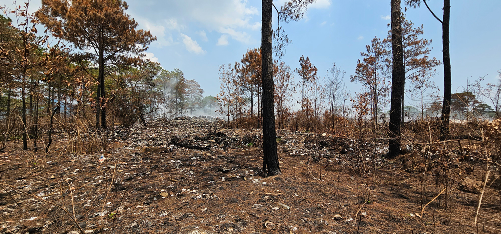 Hàng loạt cây thông bị cháy, khô lá do tác động của hơi nóng vụ cháy có nguy cơ bị chết