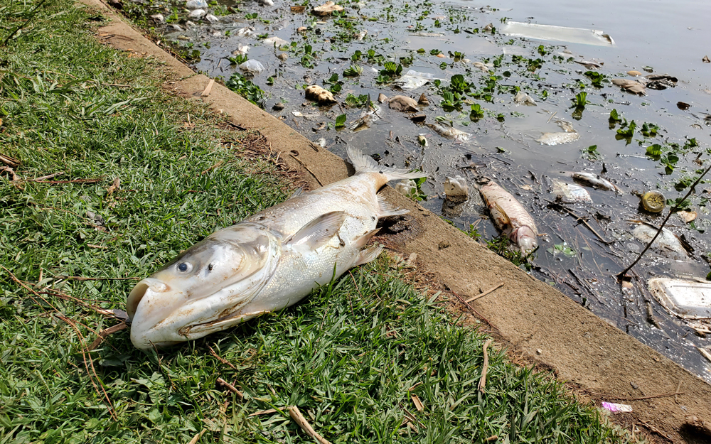 Cá chết nhiều dạt vào ven hồ Xuân Hương sáng nay